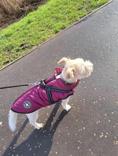 Waterproof Dog Jacket with Harness photo review
