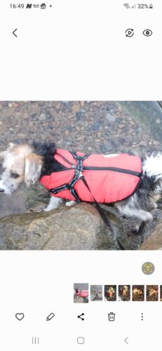 Waterproof Dog Jacket with Harness photo review