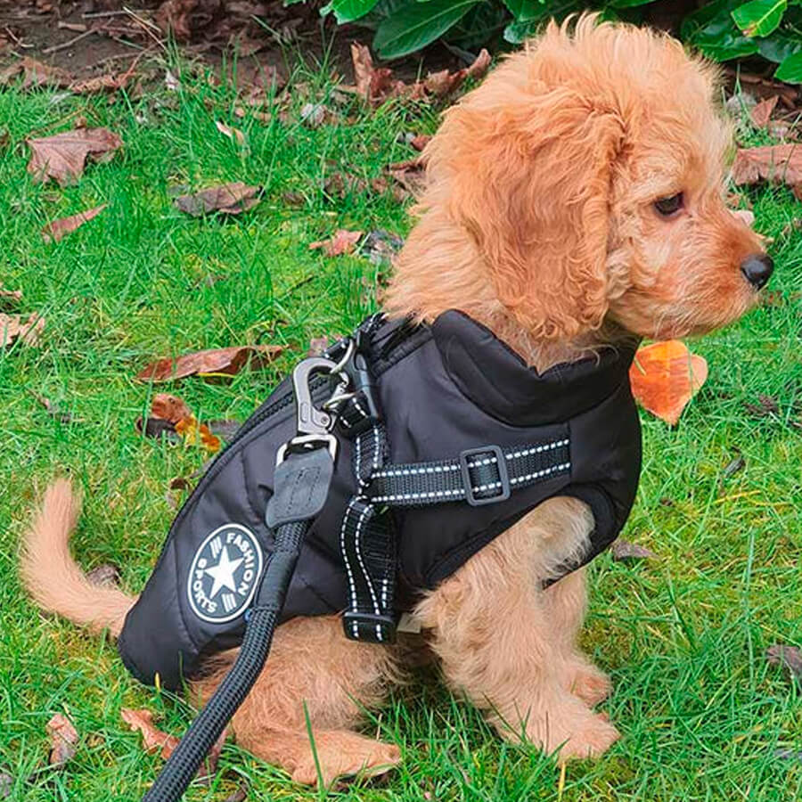 Waterproof Dog Jacket with Harness