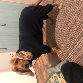 Full Body Dog Fleece photo review