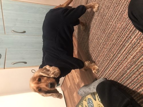 Full Body Dog Fleece photo review
